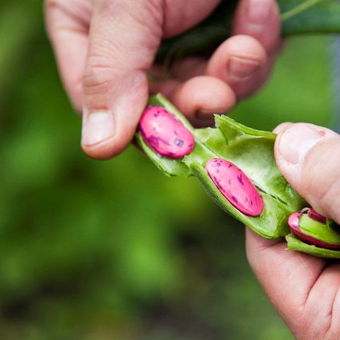 En öppnad bönbalja med rosenbönor.