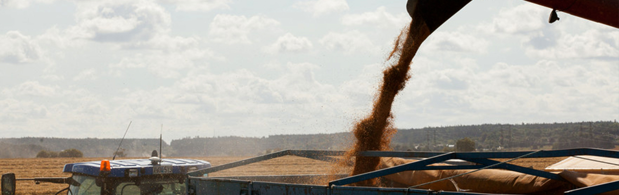 Lantbruksdriften vid SLU skördar höstvete.