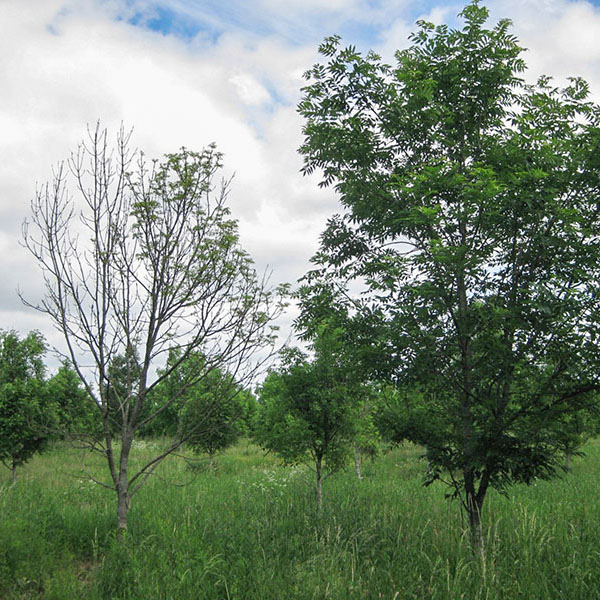 Ett träd har drabbats av askskottsjuka i en askodling. Kronan är avlövad och grenarna torra.