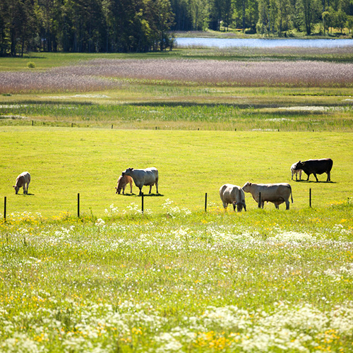 Nötboskap på bete i trakterna kring Grimsö.