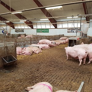 Suggor står och ligger i stall. Foto.