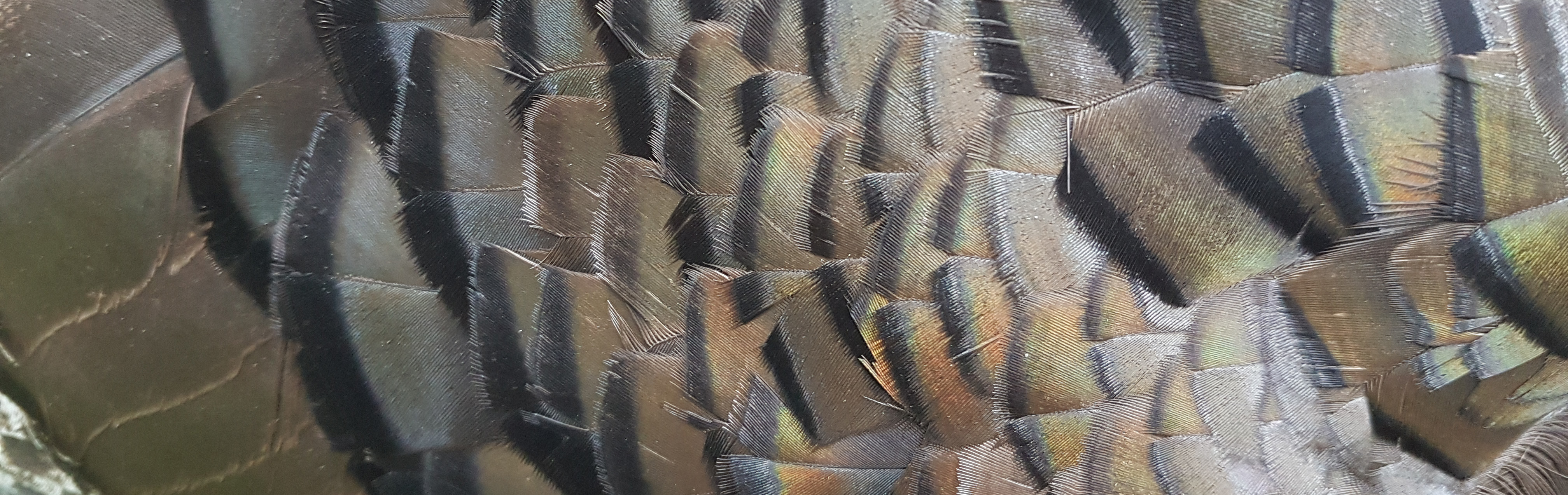 Närbild på fjäderdräkt