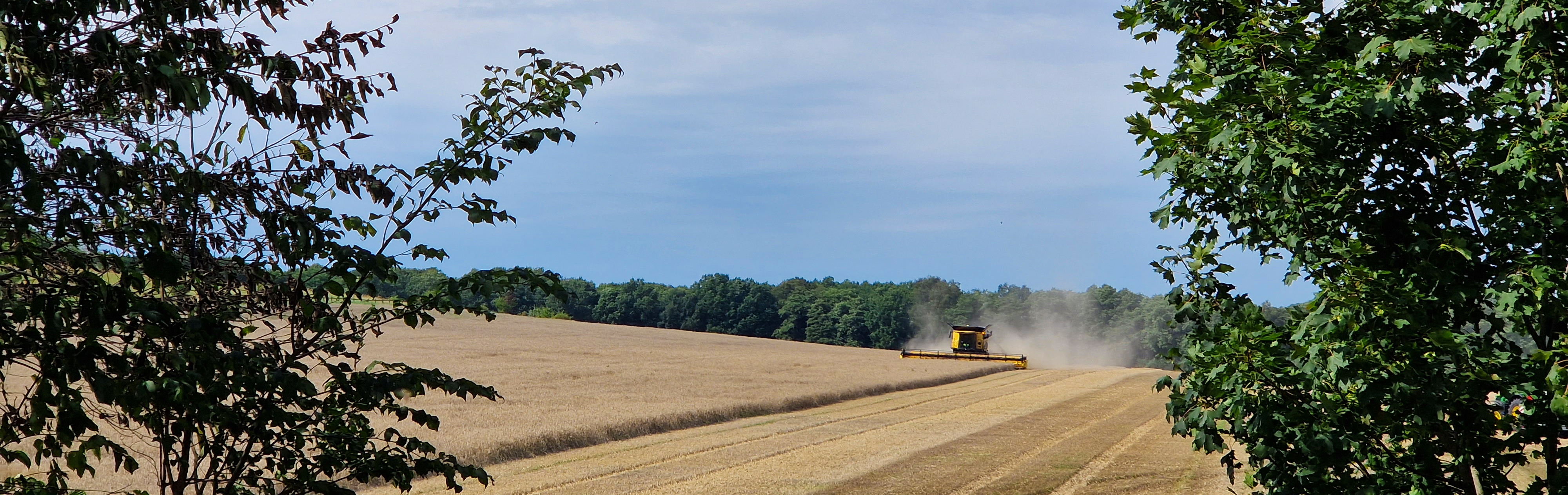Ett fält i skördetid