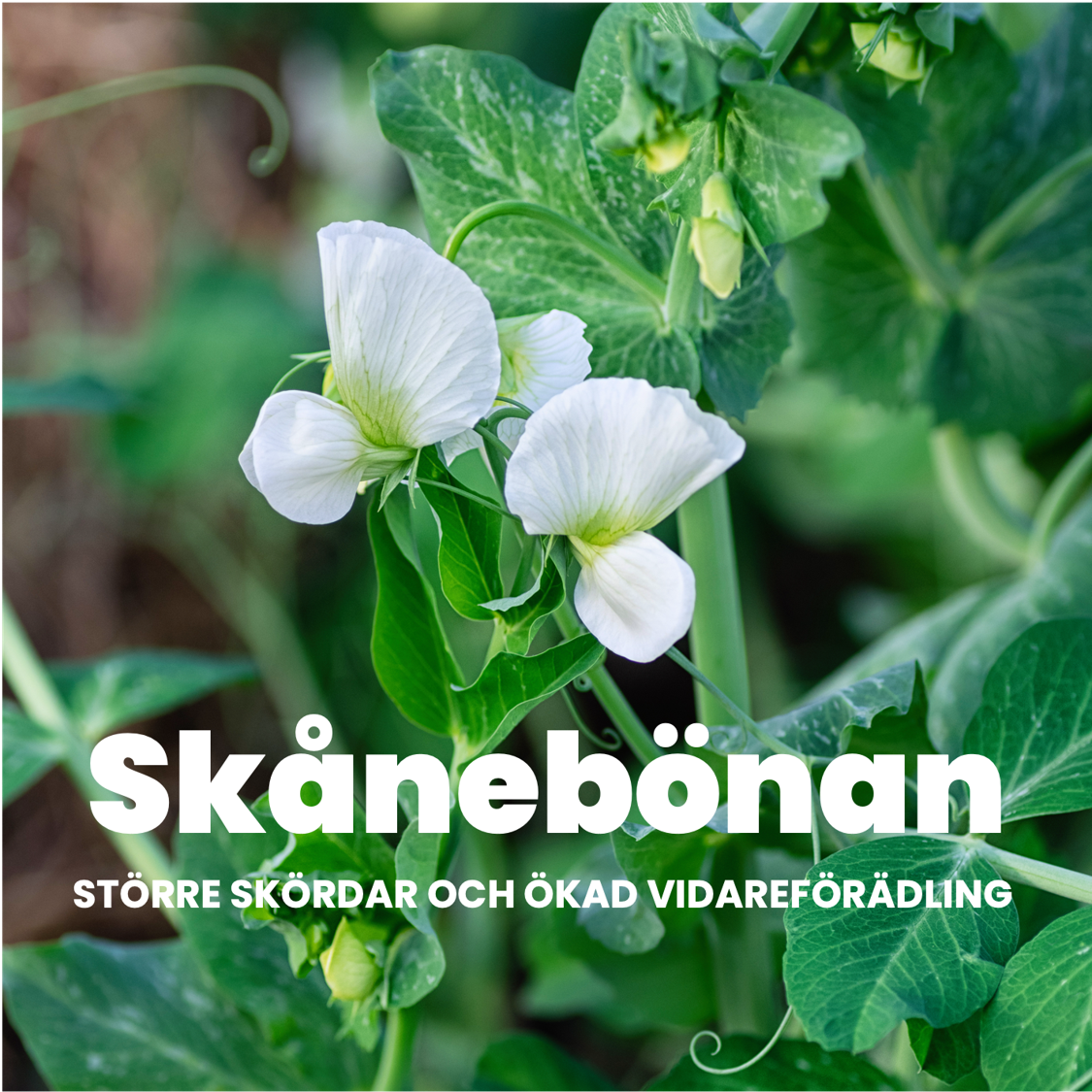 Proteingröda med texten Skånebönan -  större skördar och ökad vidareförädling