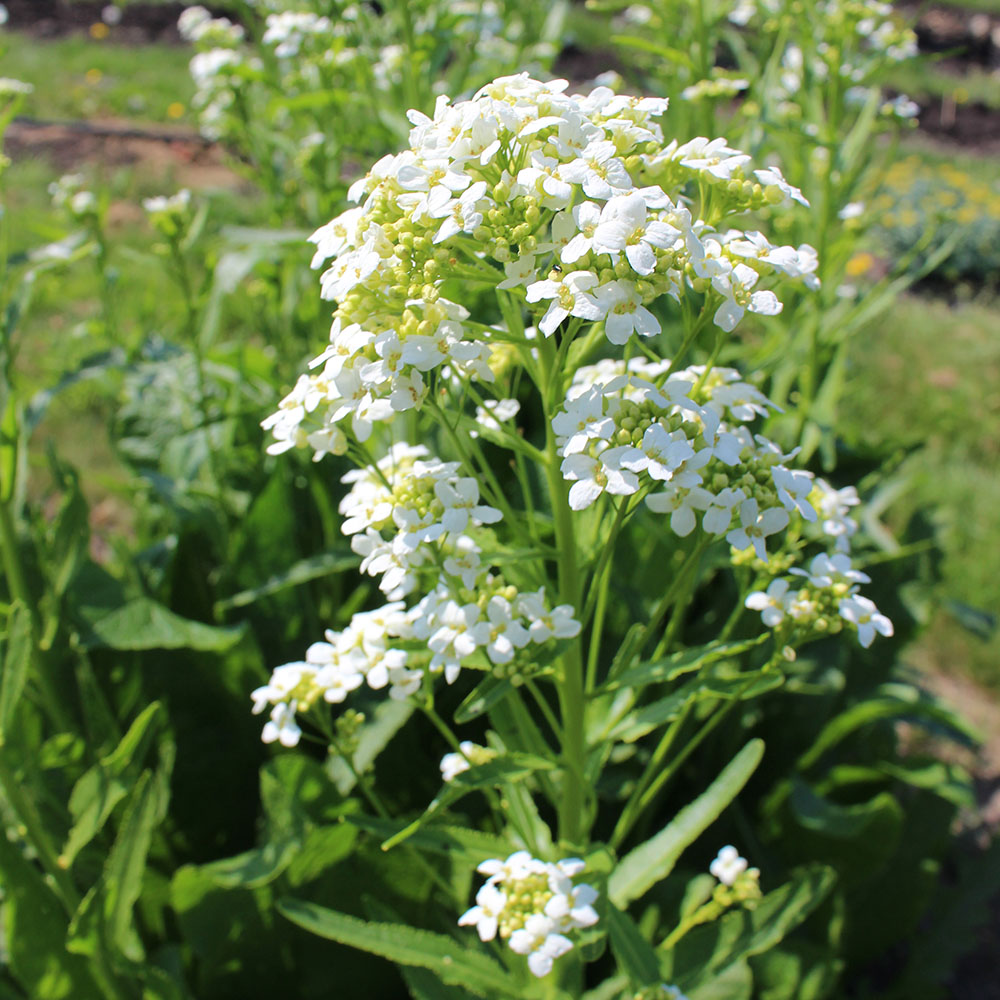 Blommande pepparrot "Wallen", foto Erik de Vahl