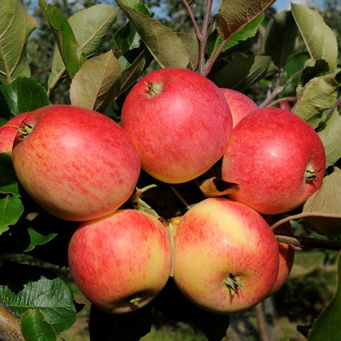 röda äpplen av sorten Truls som tagits fram på Balsgård