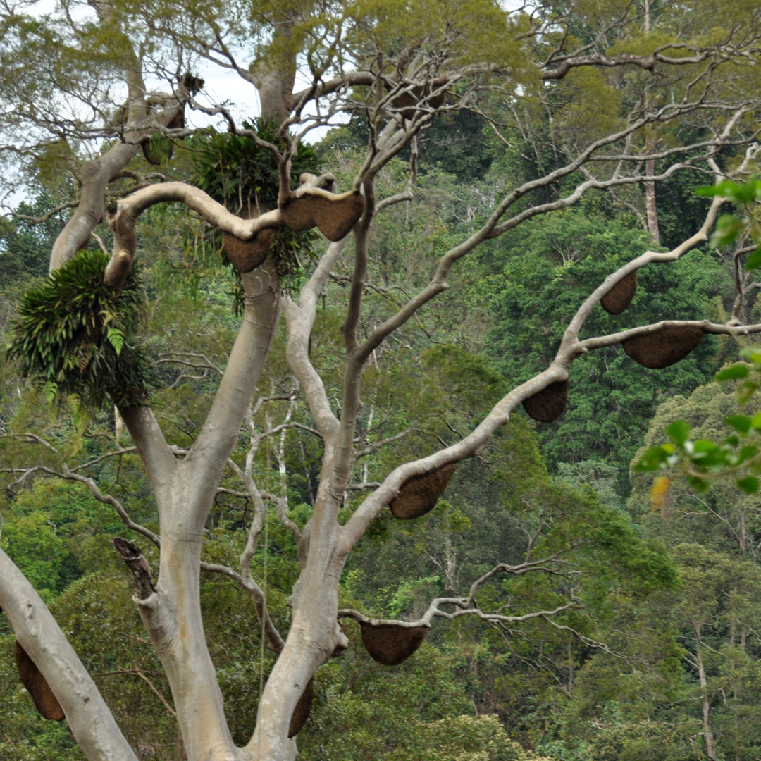 Tree crown with large hanging beehives under the branches.
