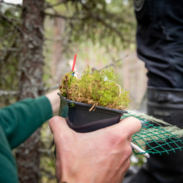 Hand som håller i en behållare med planterad mossa.
