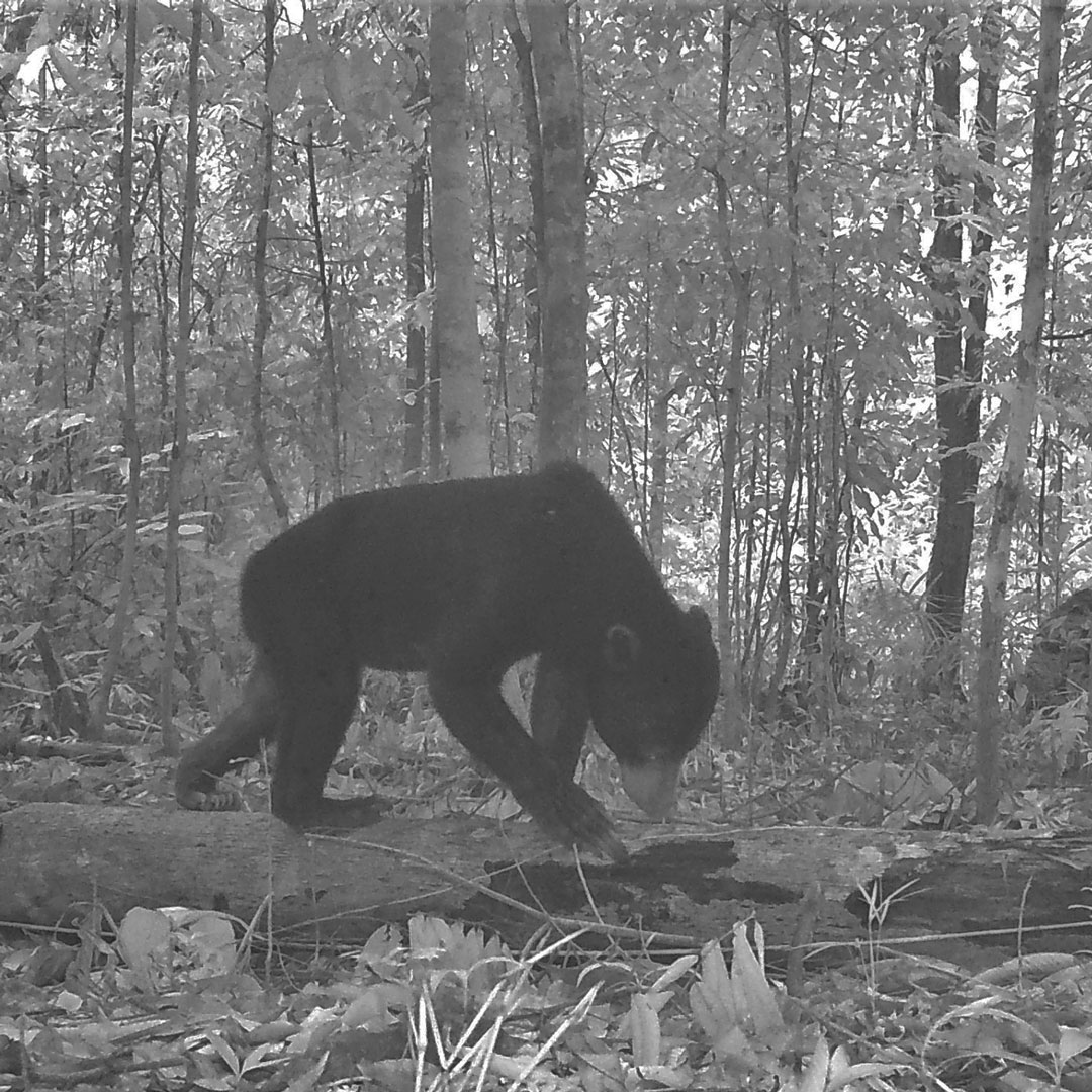 Svartvit bil av en liten björn på en stovk i en skog.