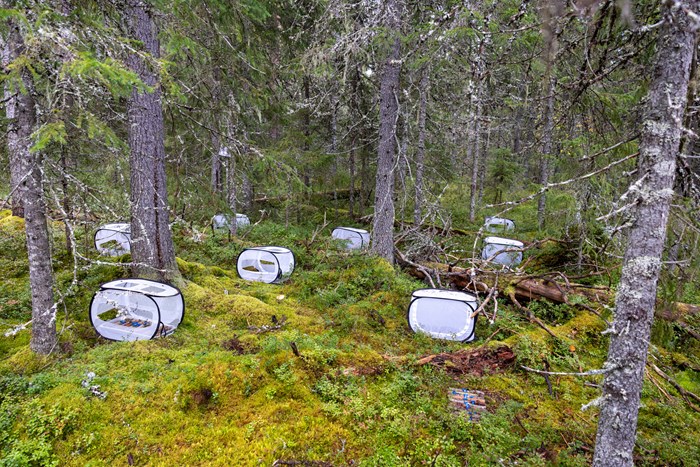 White cubes in a forest.