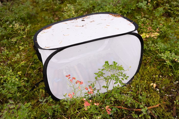 White cloth cube deployed in forest.
