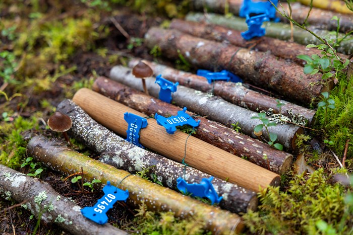 Marked pieces of wood placed on forest land.