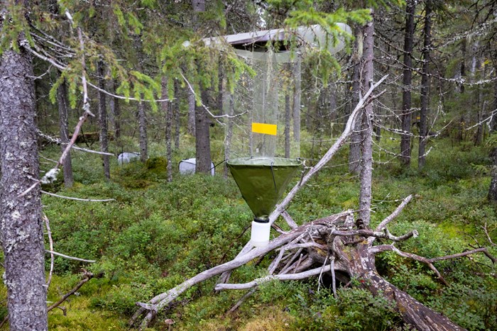 An insect trap hangs from a tree branch. The trap has a green roof, transparent windows and a green funnel at the bottom with a jar attached underneath.