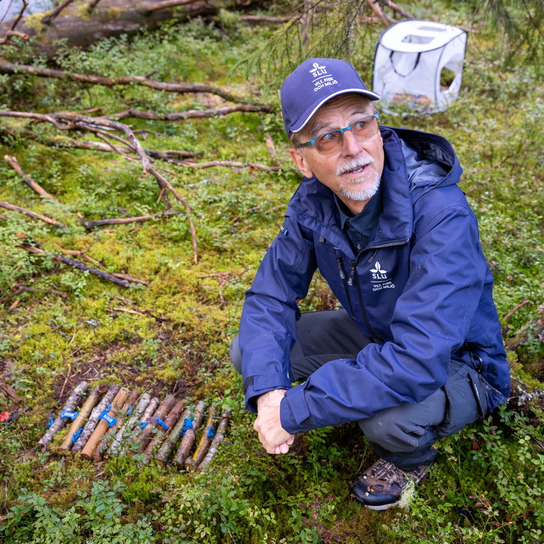 Forskare på huk i skogen intill en samling pinnar med märken på.