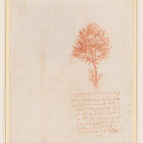 Verso a tree, Leonardo da Vinci, ca 1500