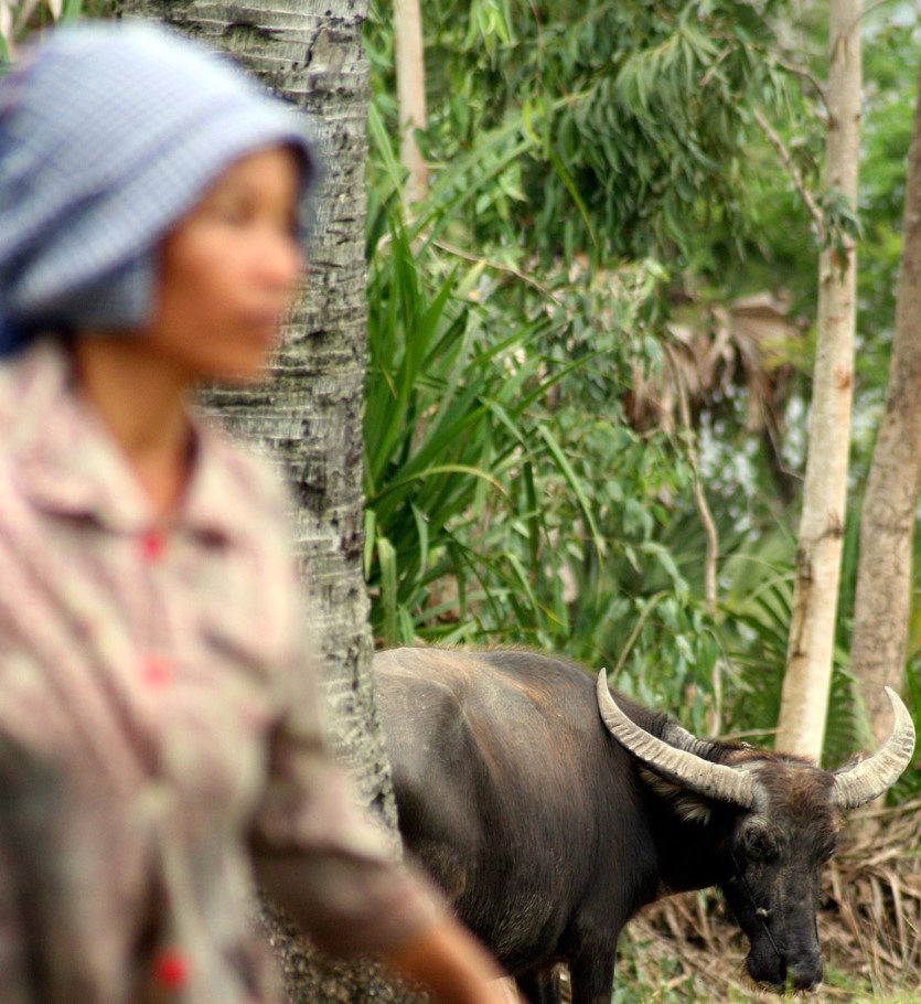 An asian woman on a field with a water buffalo, photo.