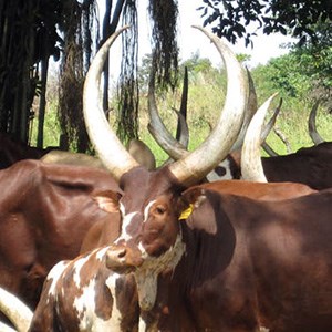 African cows with big horns outdoors, photo.  