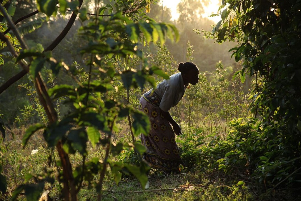 Evening sets in a Kenyan family farm