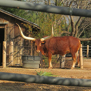 Cow with long horns outdoors, photo.
