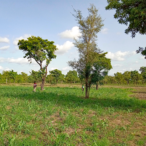 African landscape with trees and cereal, photo.