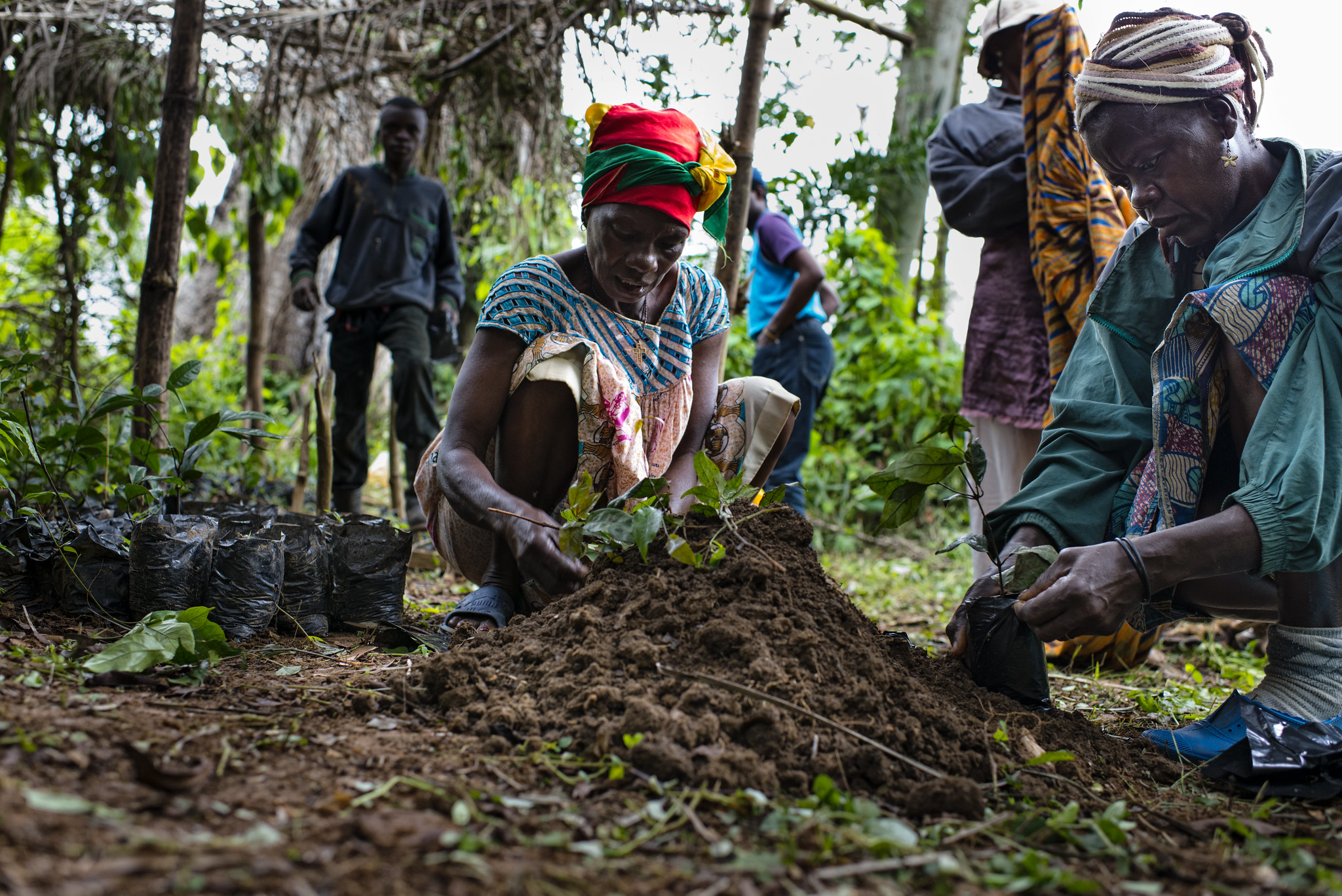 Planting gum trees