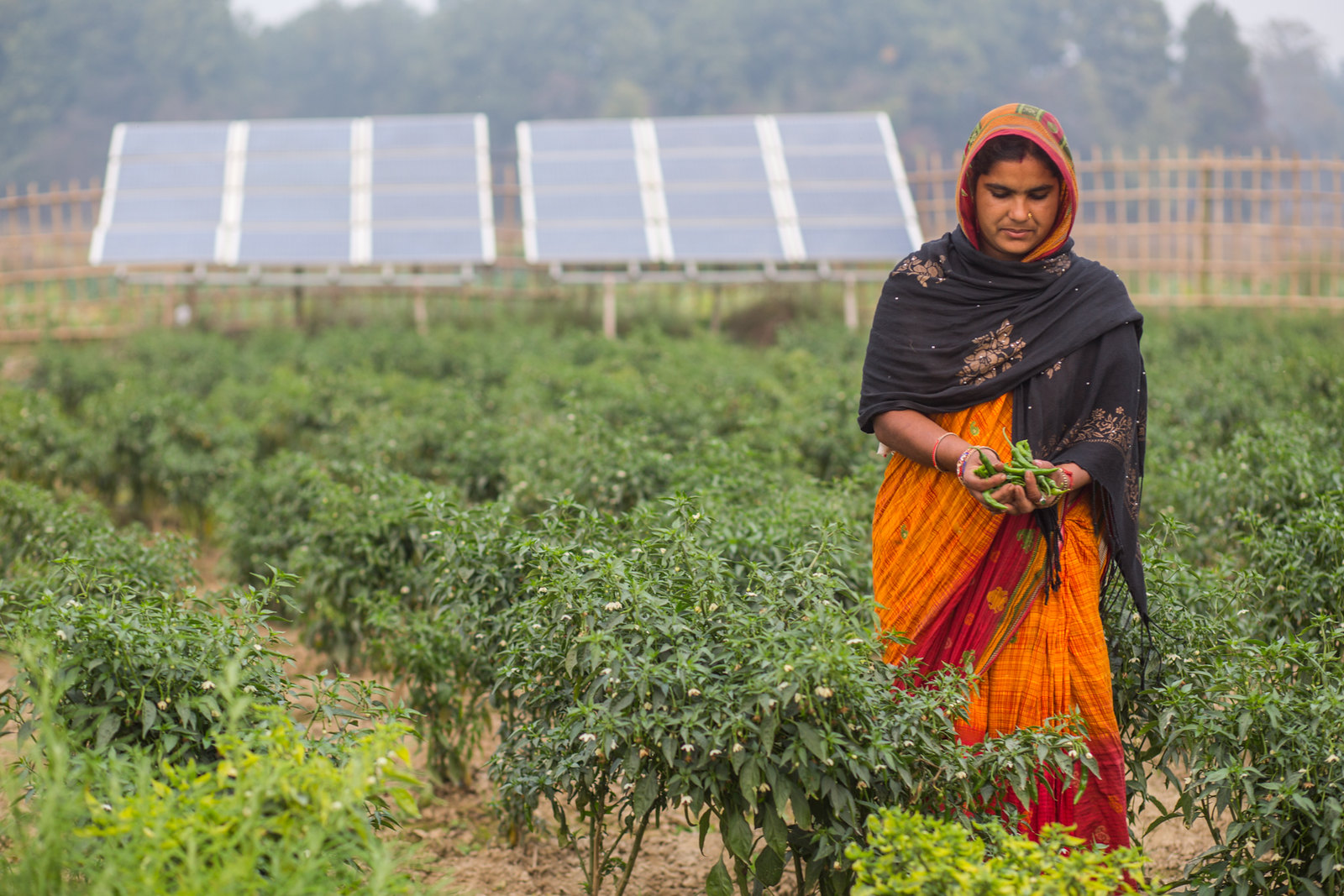 Woman on a field in Asia. Solar panels in the background