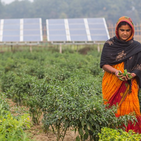 Woman on a field in Asia. Solar panels in the background
