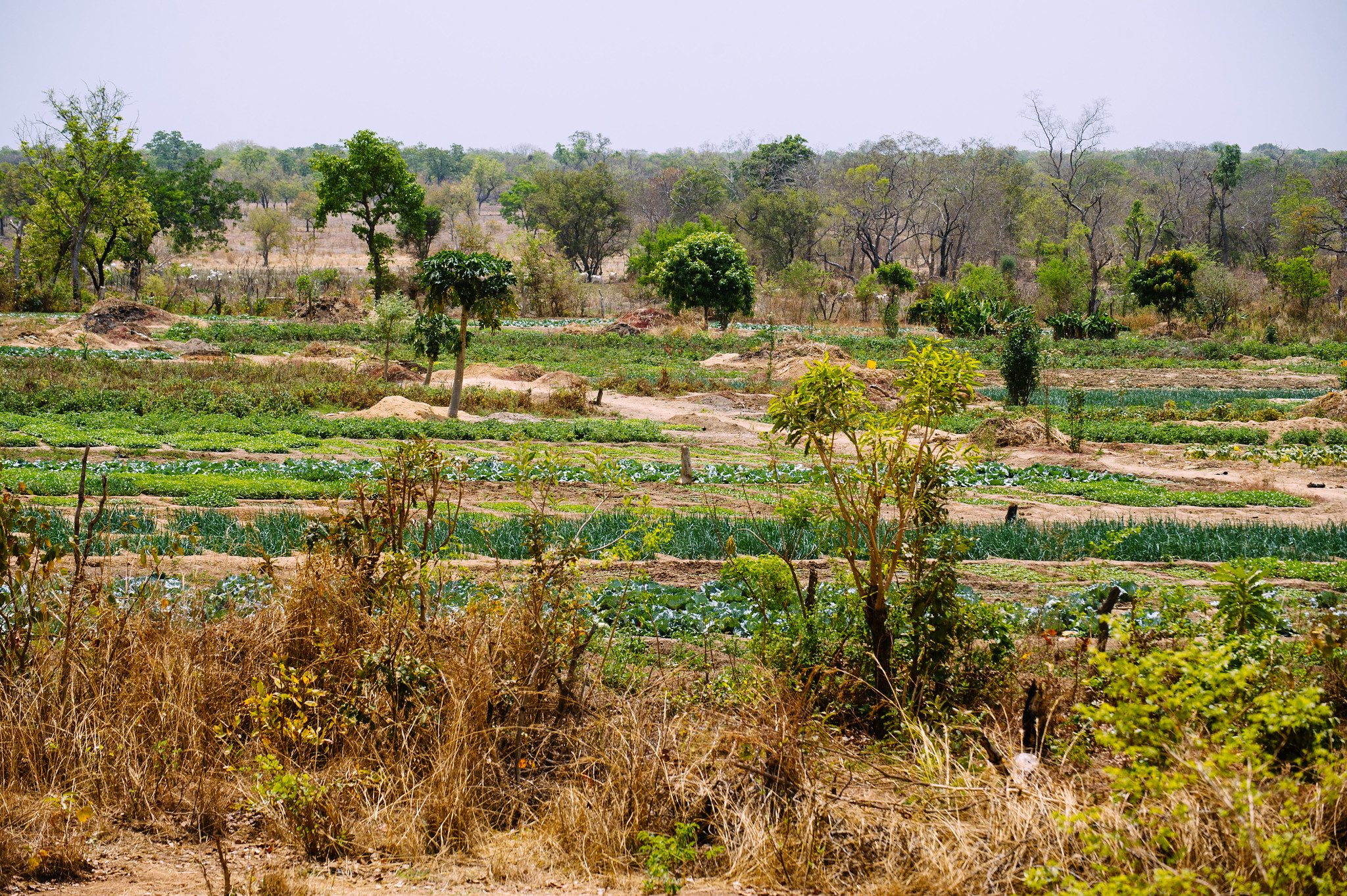 Vegetable gardens in Africa