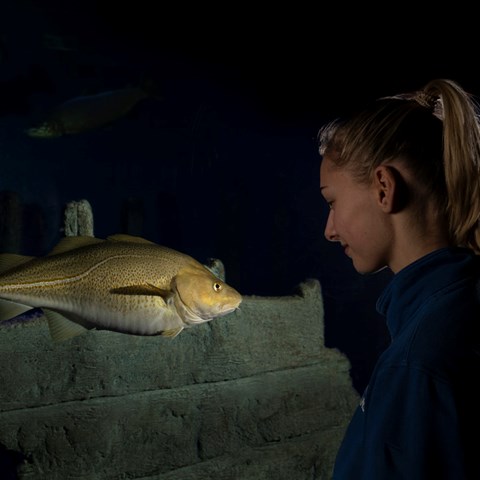 Girl and atlantic cod