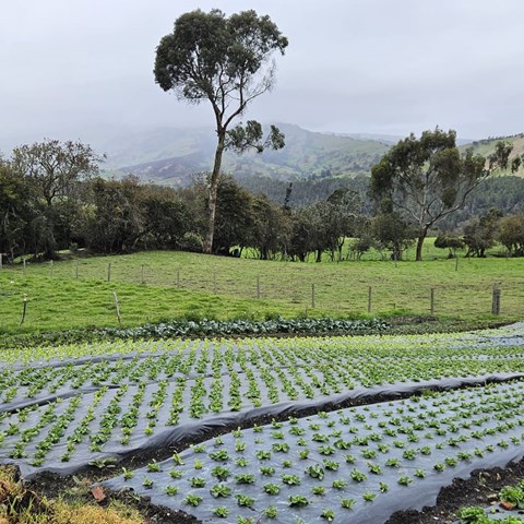 Vegetables in a diversified farm in Cundinamarca