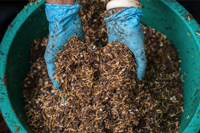 organic and biofertilizers