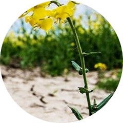 Rapsblomma i torkad jord