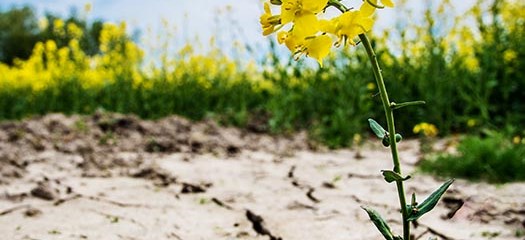 rapsblomma i sprucken jord