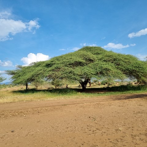 Ett stort träd i ett torrområde i Rupa, Uganda.