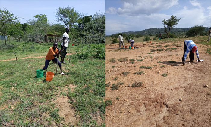 Divided picture with field technicians taking samples and measuring vegetation.