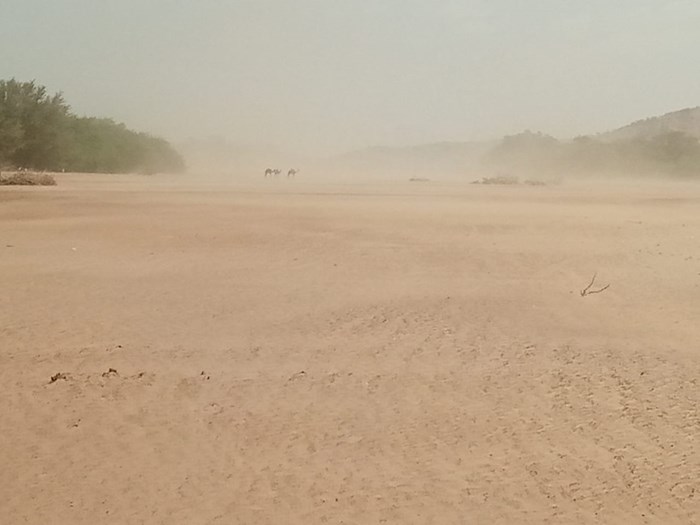 Dry and dusty with dromedaries in the background