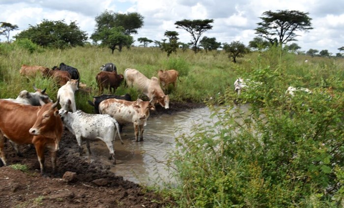 Cows dringing from a waterpan in Uganda