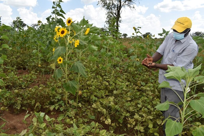 Denis Mpairwe looks at intercropping of green grams and sunflower in Uganda