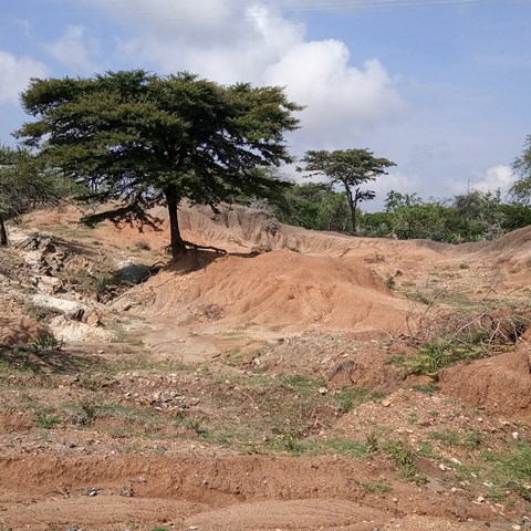 A tree in a very eroded landscape in Kenya.