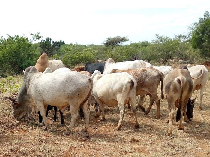 Cattle grazing in drylands in East Africa.