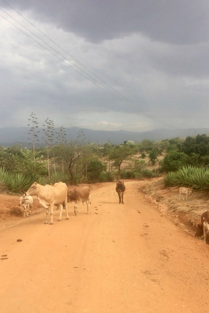 Livestock on a road in Kenya
