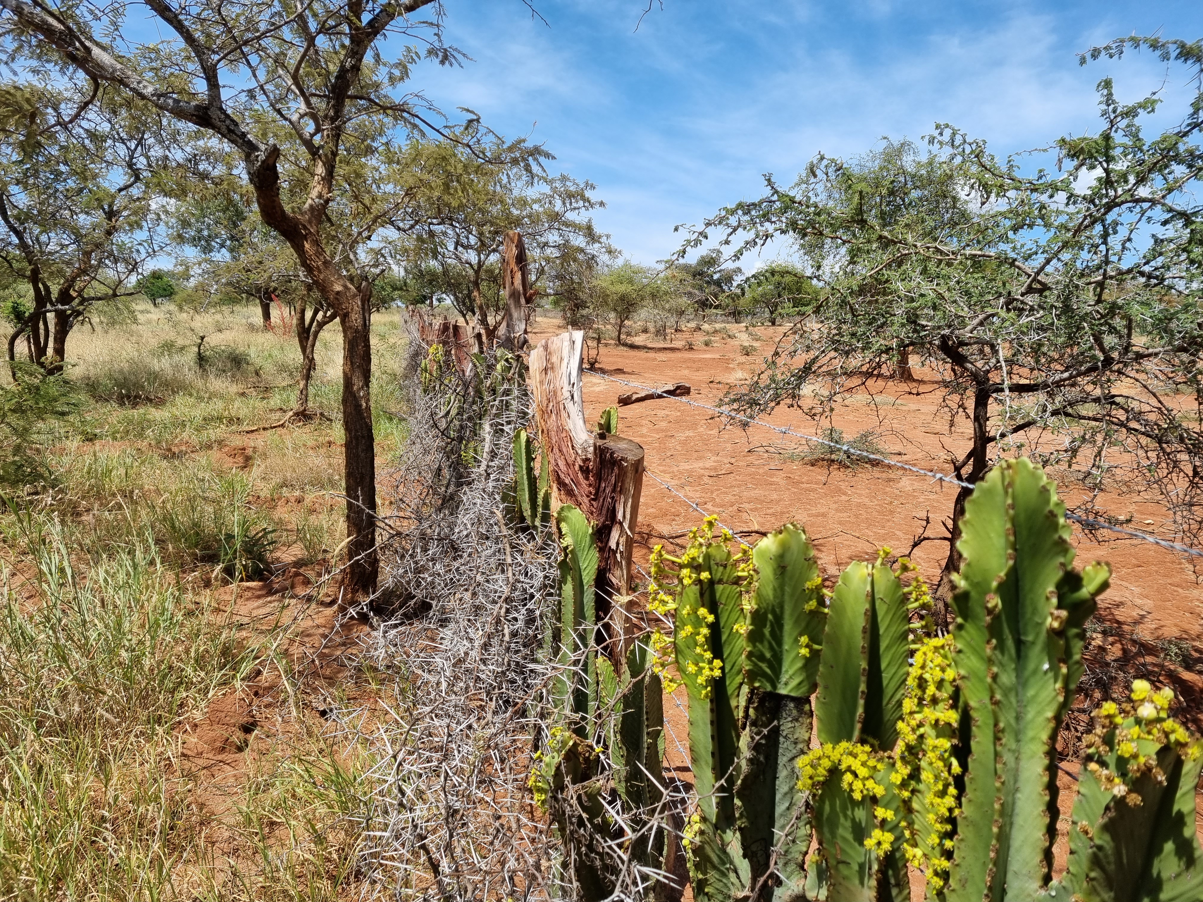 A fence with grassland on one side and bare land on the other