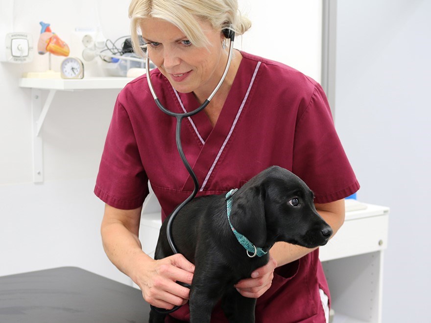 Hund undersöks.foto