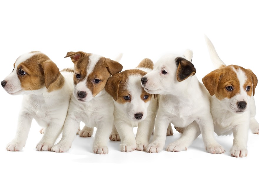 Söta hundvalpar. foto