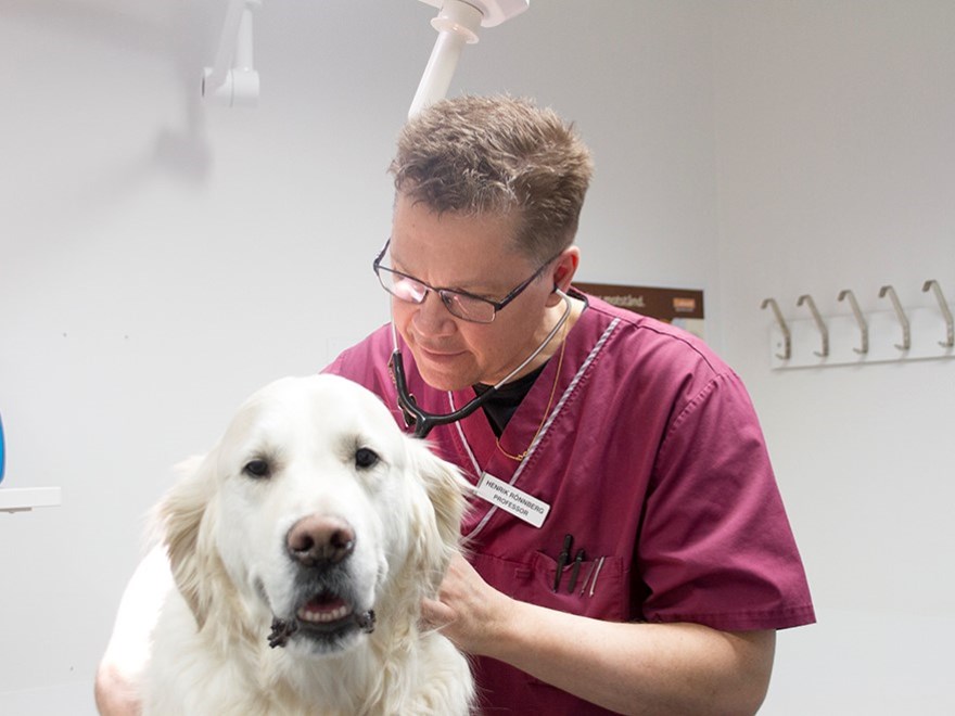 Hund blir undersökt. foto