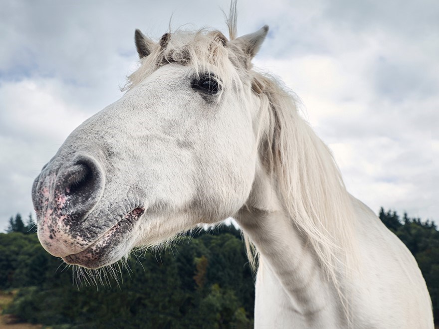 Närbild på vit hästs huvud. foto
