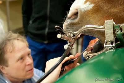 Person undersöker tänder i uppspärrad hästmun. Foto.