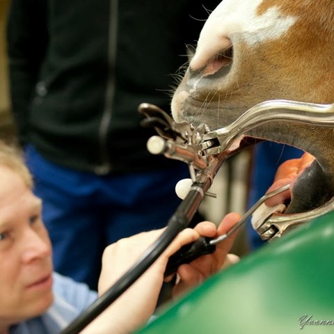 Person undersöker tänder i uppspärrad hästmun. Foto.