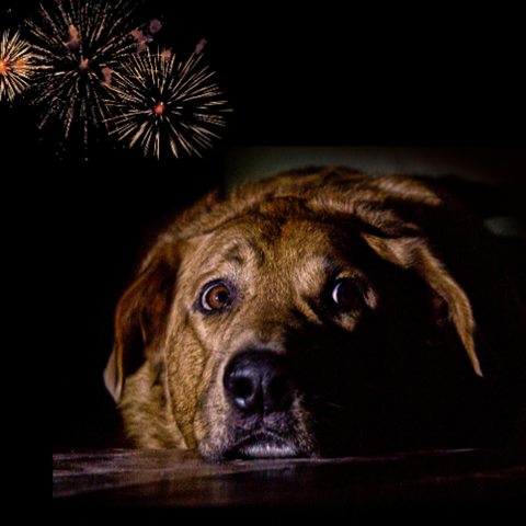 Rädd brun hund med fyrverkerier i bakgrunden. Collage.