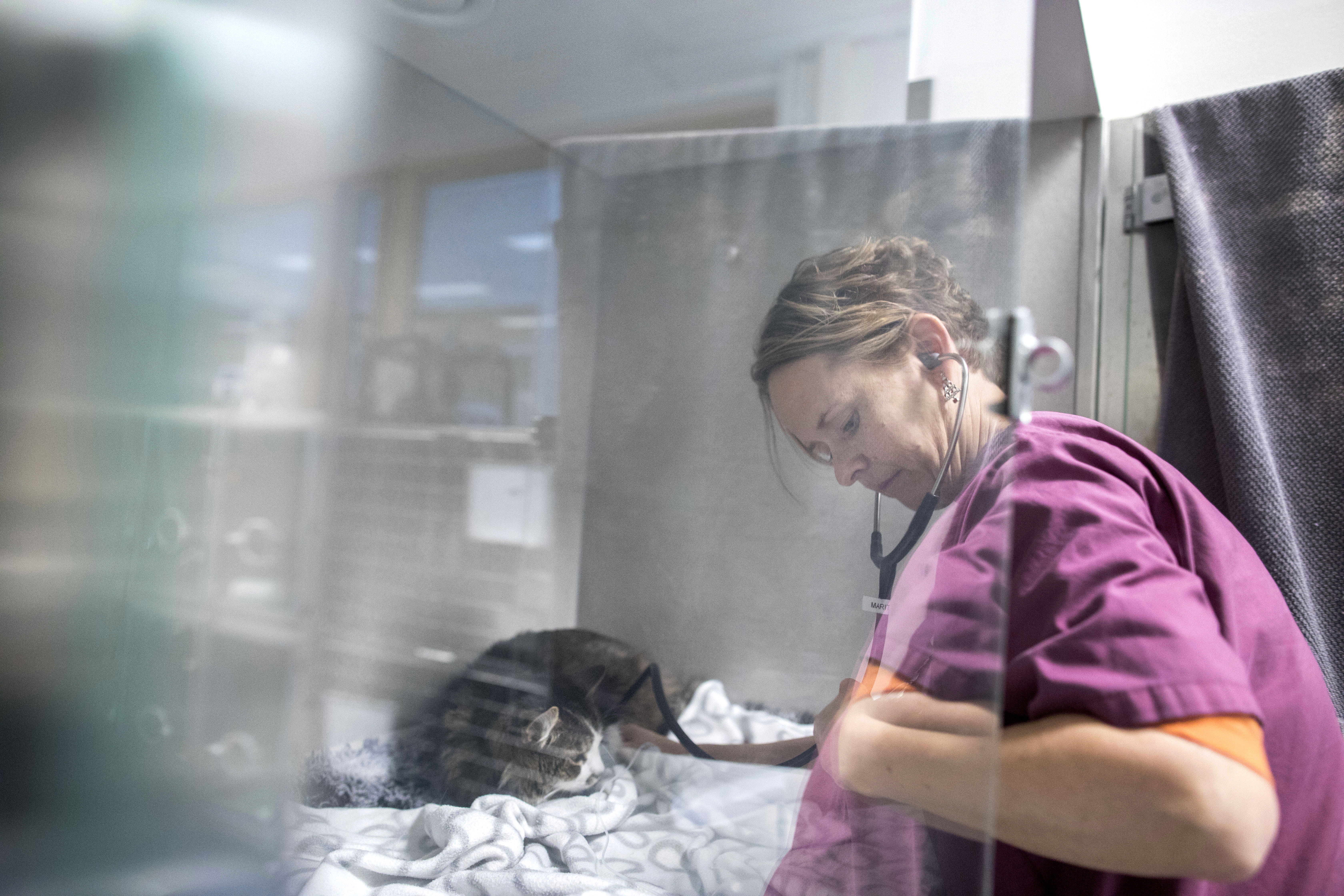 Person undersöker en katt i glasbur. Foto